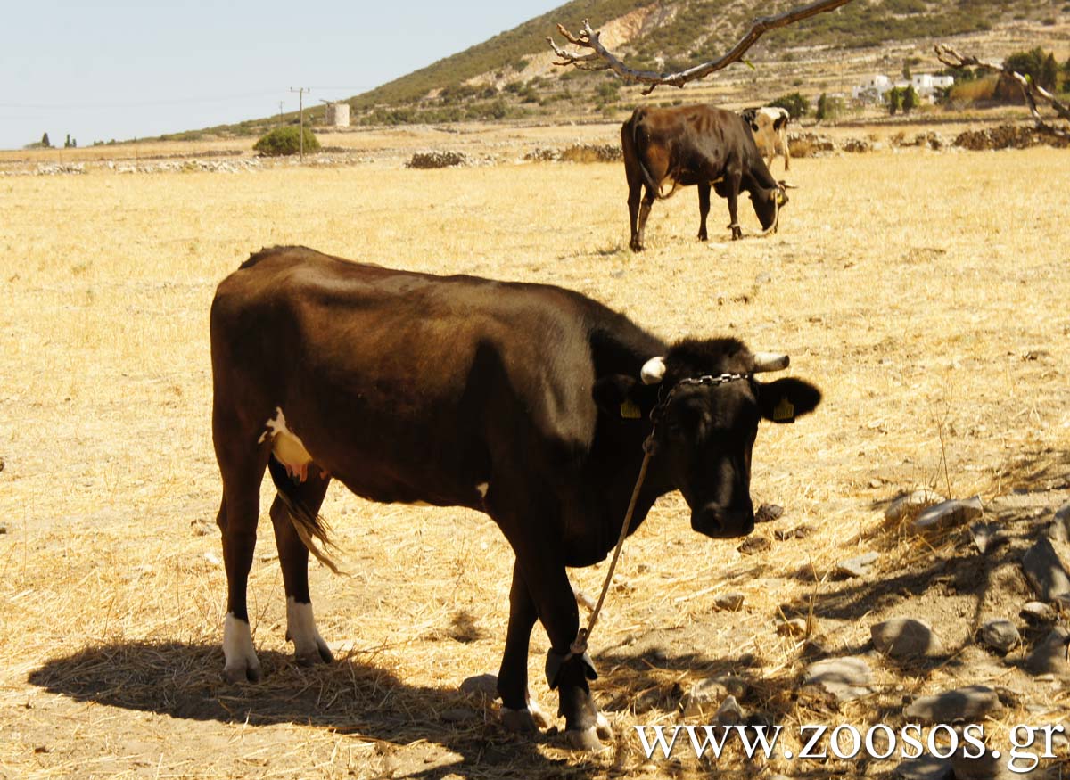 Την κακοποίηση των αγελάδων από τους ντόπιους βλέπει και ο τουρίστας στην Πάρο (βίντεο)